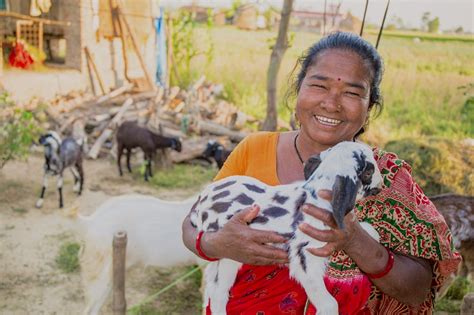 buying a goat for charity|Heifer International Gift Catalog .